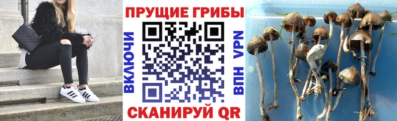 Купить закладки  Шиханы  Псилоцибиновые грибы мухоморы 